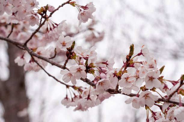 istock Cherry blossom blooming in japan 1200520944