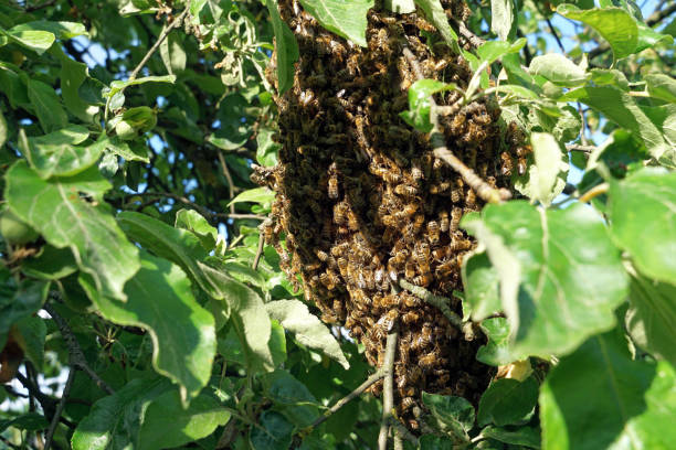 rój pszczół wisi na drzewie - bee swarm of insects beehive tree zdjęcia i obrazy z banku zdjęć