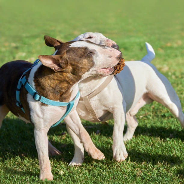 istock Two bull terriers in harnesses playing with each other outdoors 1200523753