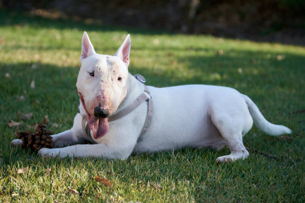 istock White bull terrier with a large cone lying on green grass outdoors 1200524065