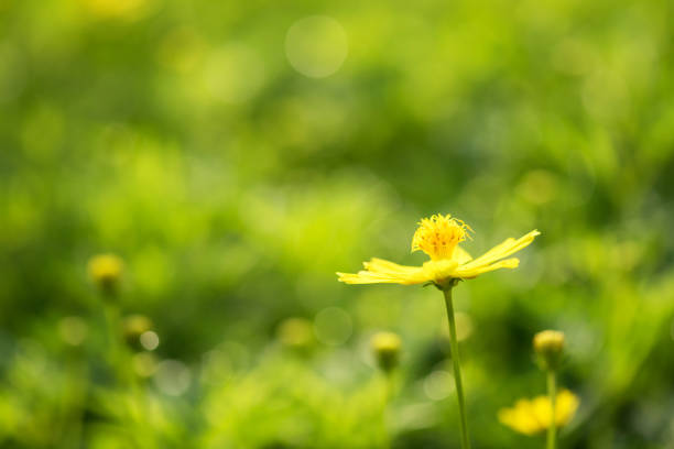 A vibrant field of yellow cosmos flowers stretches under the sunlight, creating a cheerful and lively atmosphere.