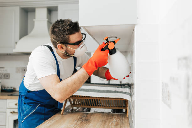 Exterminator Worker exterminator in protective workwear spraying pesticide in apartment kitchen. exterminator photos stock pictures, royalty-free photos & images