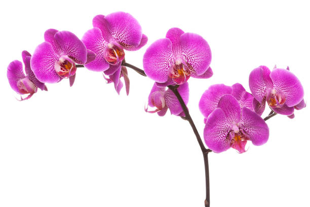istock Branch of pink blooming orchid. 1200525740