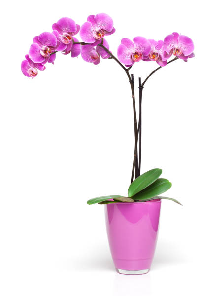 Pink orchid in decorative pot isolated on the white background. Pink orchid in decorative pot isolated on the white background, clipping path included. potted orchid stock pictures, royalty-free photos & images