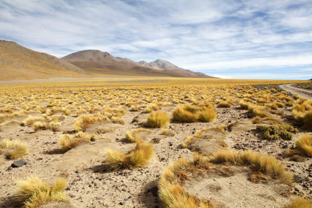istock Yellow field, Peruvian feathergrass at the Puna de Atacama, Argentina 1200526414