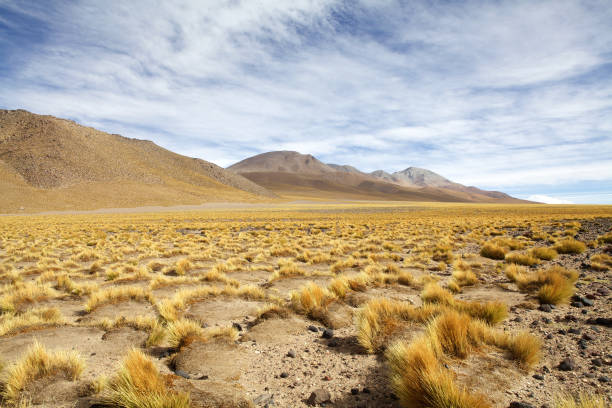 istock Yellow field, Peruvian feathergrass at the Puna de Atacama, Argentina 1200526679