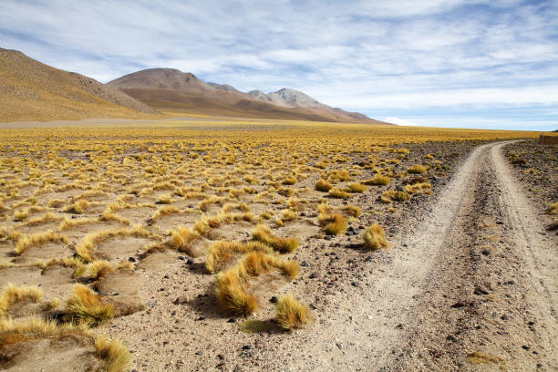 istock Yellow field, Peruvian feathergrass at the Puna de Atacama, Argentina 1200526868