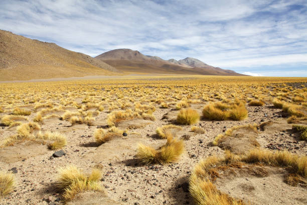 istock Yellow field, Peruvian feathergrass at the Puna de Atacama, Argentina 1200527015