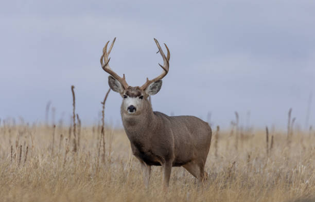 istock Mule Deer Buck in Fall in Colorado 1200527102
