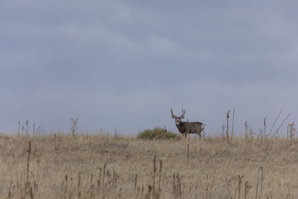 istock Mule Deer Buck in Fall in Colorado 1200527103