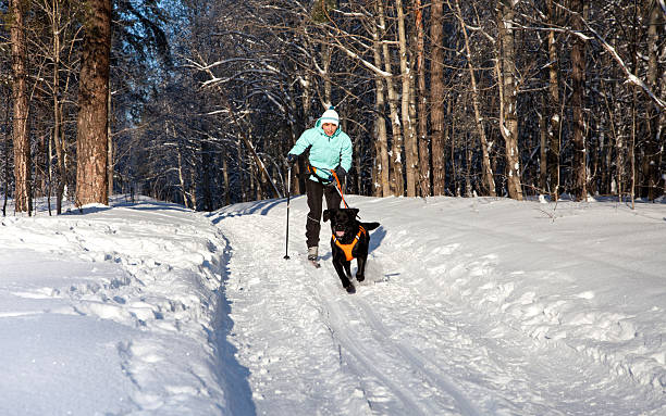 istock Woman on ski is going for a running dog. 120052870