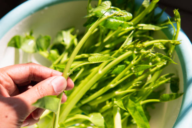 istock Closeup hand holding Morning Glory for cooking 1200529368