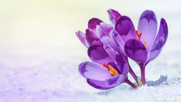 istock Crocuses - blooming purple flowers making their way from under the snow 1200530780