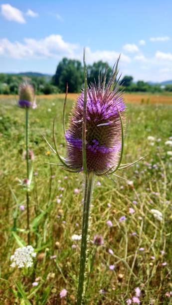 istock field with purple flowers 1200533222