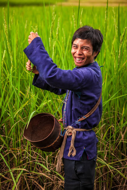 istock Laotian man harvesting rice in Northern Laos 1200533243