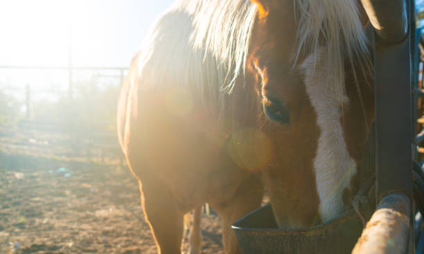 istock Beautiful brown horse with white strip 1200533690