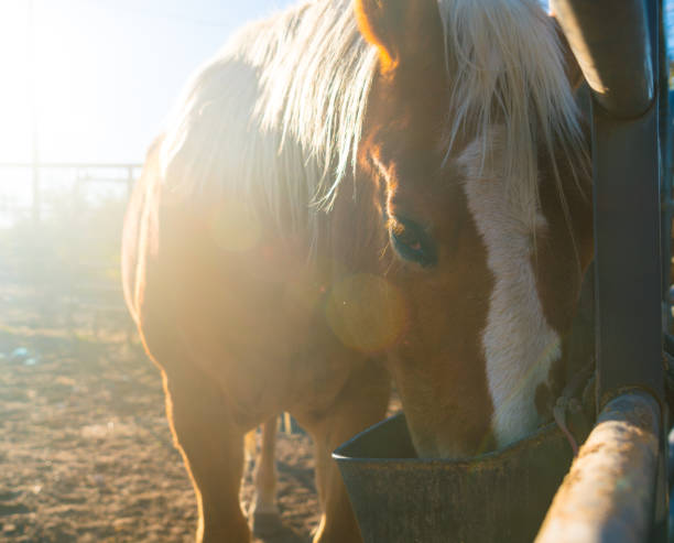 istock Sunny the horse in sunshine 1200533694