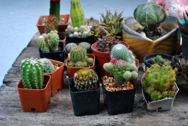 Cactus. Cactus plants are cultivated for sale as an extra income. ornamental plant stock pictures, royalty-free photos & images