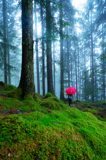 istock Tourists hiking in Bergen forest, Norway 1200535745