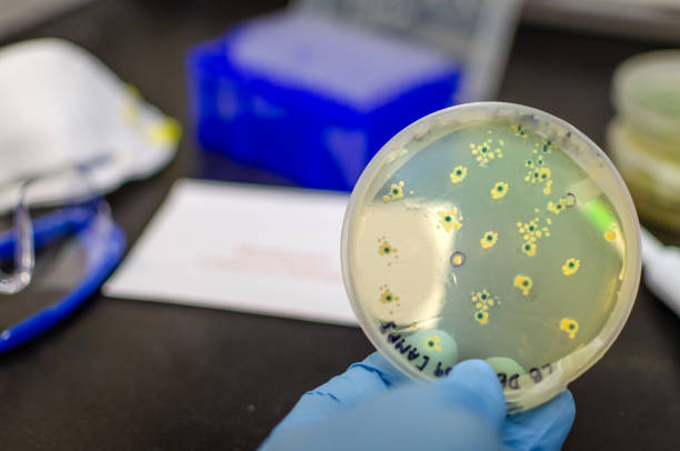 istock Isolation and culture of unknown biohazards pathogen in high security laboratory 1200536046