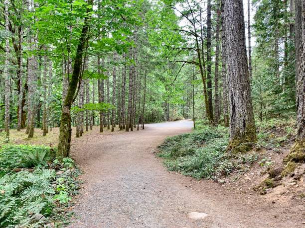 park prowincji anglików, vancouver island, kolumbia brytyjska - englishman river falls zdjęcia i obrazy z banku zdjęć