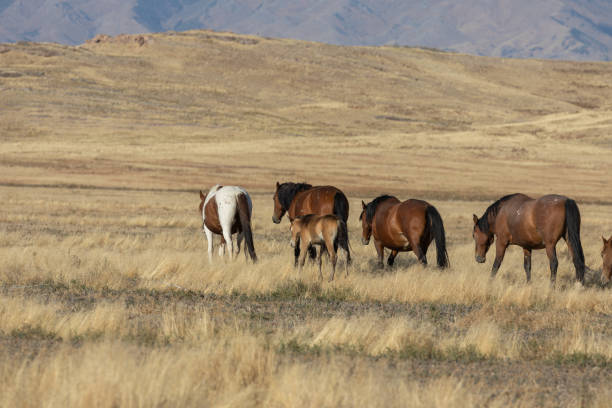 istock Wild Horses in the Utah Desert 1200537447