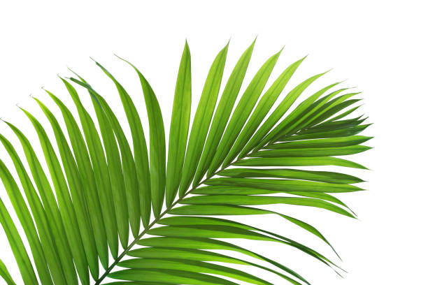 istock Green Leaf of Tropical Palm Tree Isolated on White Background 1200538534