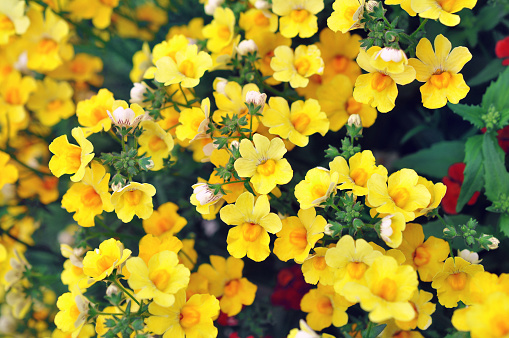 Summer blossoming delicate nemesia flowers, garden blooming festive background, selective focus, shallow DOF, toned