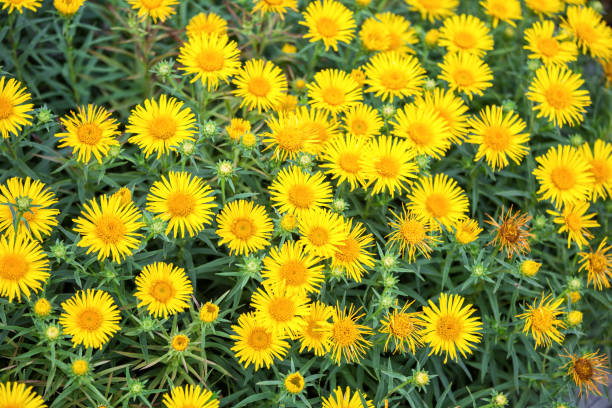 Flowers of Inula ensifolia Natural floral background. Many yellow flowers of Inula ensifolia. Medicinal plant inula stock pictures, royalty-free photos & images