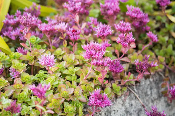 Caucasian Stonecrop (Sedum spurium) in garden. Natural floral background