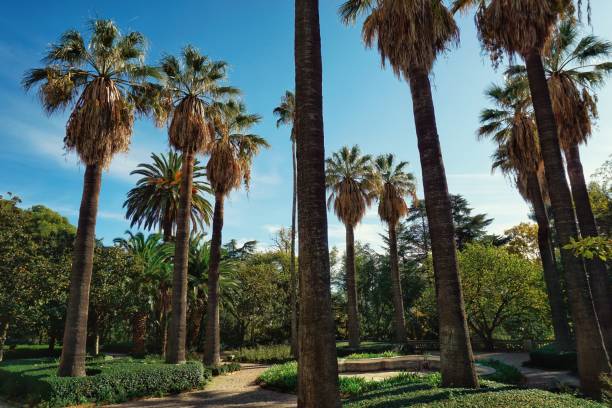 istock Palm trees on a city garden 1200542336