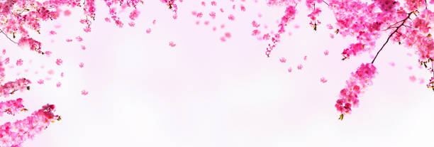 istock frame of beautiful cherry blossom branchlets on empty background 1200543947