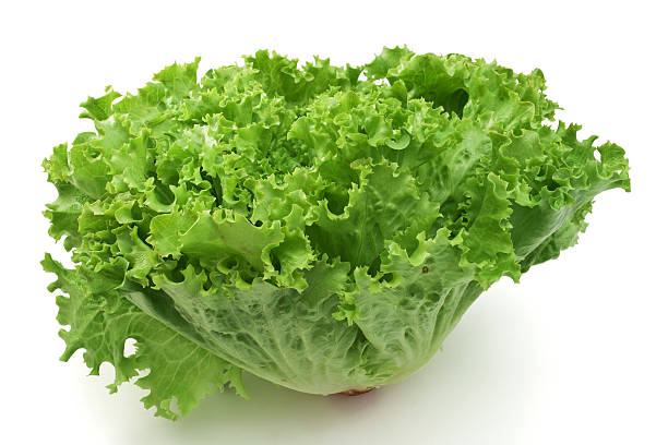 lettuce stock photo