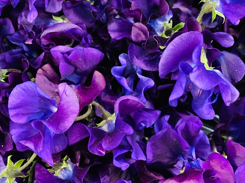 and the colors - sweet pea flowers