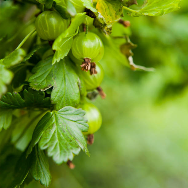 庭のグースベリー。ブッ��シュの枝に新鮮な若い緑の果物。 - gooseberry fruit bush green ストックフォトと画像