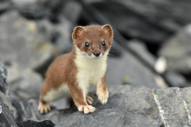 Short tailed Weasel - Ermine an Ermine is curious on Kodiak Island Alaska stoat mustela erminea stock pictures, royalty-free photos & images