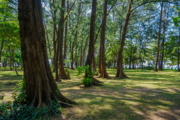istock Small beautiful green forest in Phuket island. Thailand 1200548728