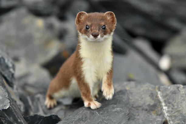 Short tailed Weasel - Ermine stock photo