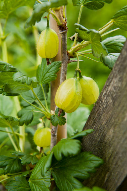 庭のグースベリー。ブッシュの枝に新鮮な若い緑の果物。 - gooseberry fruit bush green ストックフォトと画像