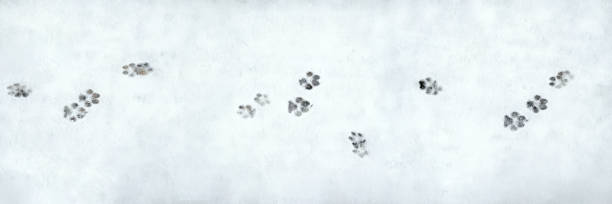 banner des hundefußabdrucks - winter cold footpath footprint stock-fotos und bilder