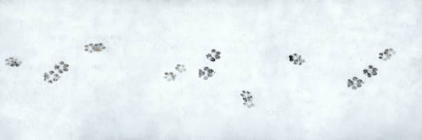 bannière de l'empreinte de chien - winter cold footpath footprint photos et images de collection