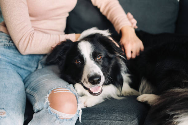 istock Owner playing with her dog at home 1200548947