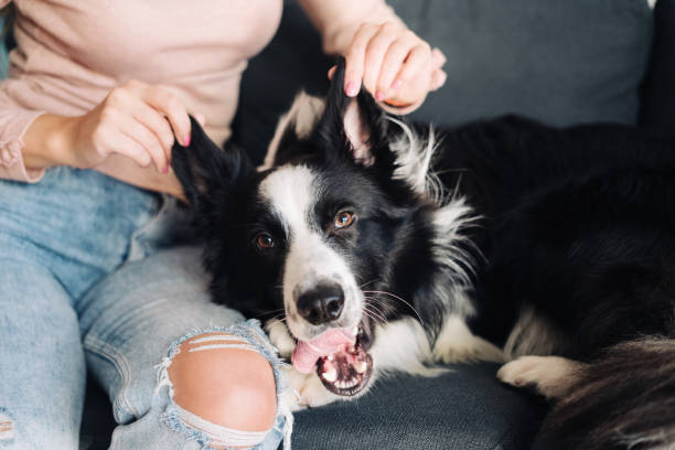 自宅で犬と遊ぶ女性 - rubbing human hand togetherness women ストックフォトと画像