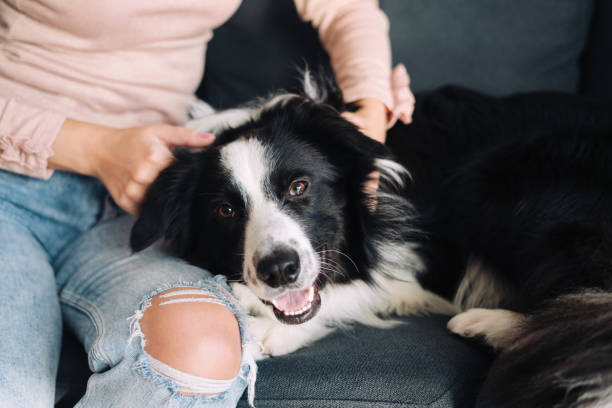 Woman playing with her dog at home Happy Border Collie lying down on the owner lap at home border collie stock pictures, royalty-free photos & images