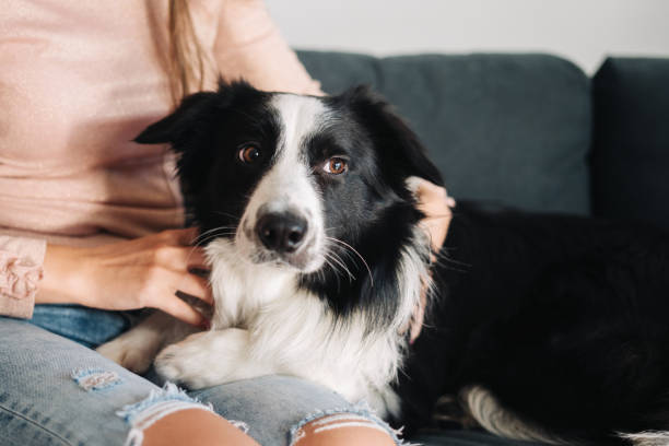 istock Owner playing with her dog at home 1200548992