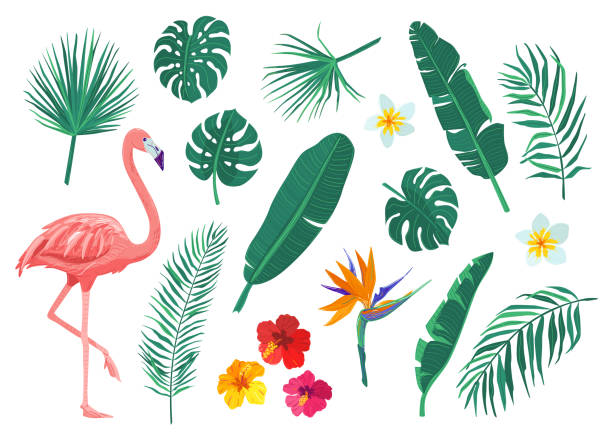 tropische blätter, blumen vektor illustration set. cartoon flaches element mit monstera, hibiskus, frangipani, flamingo, strelitzia, banane, palmblatt. exotisches druckdesign isoliert auf weißem hintergrund - gesellschaftsinseln stock-grafiken, -clipart, -cartoons und -symbole