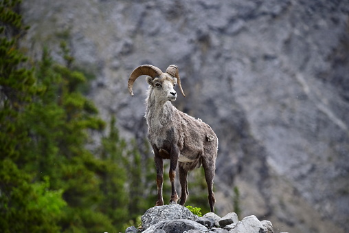 A male Stone Mountain sheep poses near Summit Lake, Stone Mountain Provincial Park, British Columbia, Canada.