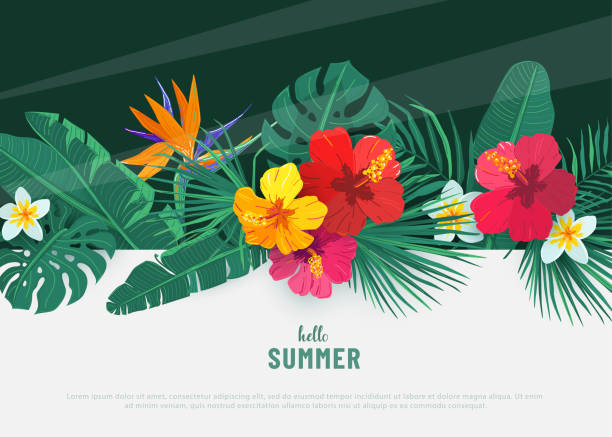 Summer tropical vector background. Flat lay geometric tropic design with exotic hibiscus flower and palm leaves. Spring floral wall border illustration Summer tropical vector background. Flat lay geometric tropic design with exotic hibiscus flower and palm leaves. Spring floral wall border illustration. banana borders stock illustrations