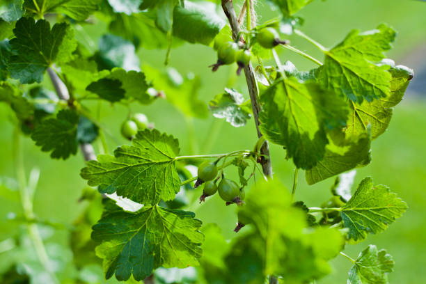 庭のグースベリー。ブッシュの枝に新鮮な若い緑の果物。 - gooseberry fruit bush green ストックフォトと画像