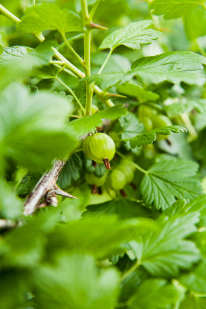 庭のグースベリー。ブッシュの枝に新鮮な若い緑の果物。 - gooseberry fruit bush green ストックフォトと画像